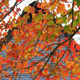 Illustration for article titled 40 Stunning Photos Of Fall Foliage